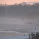 Mallard