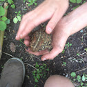 Toad