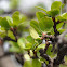 Redbud Crabapple 'Calocarpa'