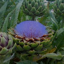 Artichoke
