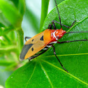 Red Cotton Stainer