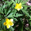 Creeping Buttercup (Zlatica)