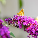 Moth