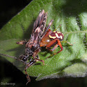 Spider with prey