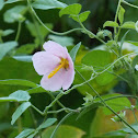 Salt Marsh Mallow