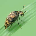 Tumbling Flower Beetle