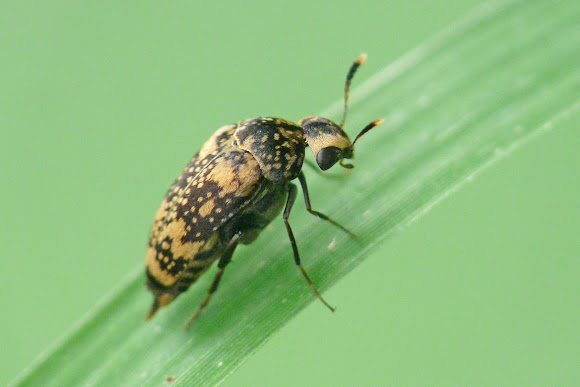 Spotting Image 1