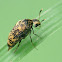 Tumbling Flower Beetle