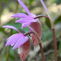 Fairy Slipper (Orchid)