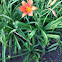 Tiger Daylily