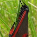 Cinnabar moth
