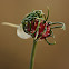 Wild Garlic