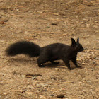 Abert's Squirrel