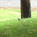 Unknown spotting