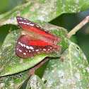 Brown Peacock