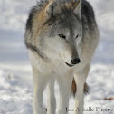 Timber Wolf