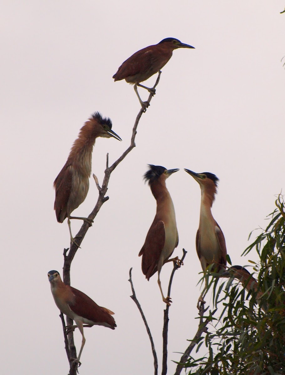 Rufous ( Nankeen ) Night Heron
