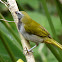 Buff-throated saltator