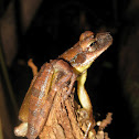 Flat-headed bromeliad treefrog