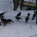 Wild turkey