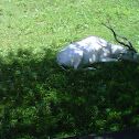 Addax