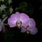 Orchid
