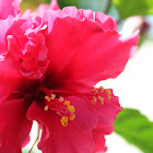 Red Layered Hibiscus