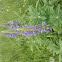 lupinien