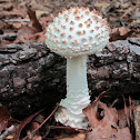 Amanita sp.