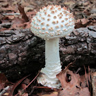 Amanita sp.