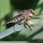 Robber Fly