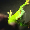 Madagascar Giant Day Gecko