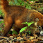 White-nosed coati