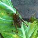 Eastern lubber grasshopper