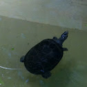Yellow Spotted Amazon River Turtle