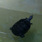 Yellow Spotted Amazon River Turtle