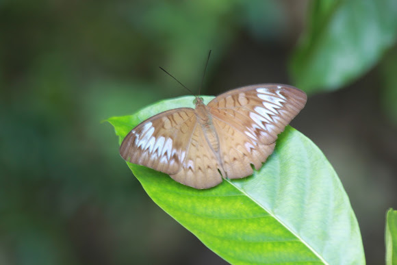 Spotting Image 1