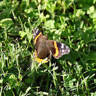Red Admiral