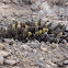 Cactus de la lava