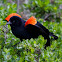 Red-winged Blackbird