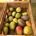 Julie mango