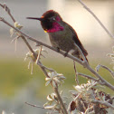 Anna's Hummingbird