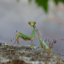 European Mantis
