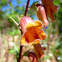 Sunset Foxglove