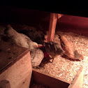 Chickens