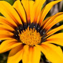 Gazania