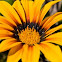 Gazania