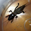 mole cricket