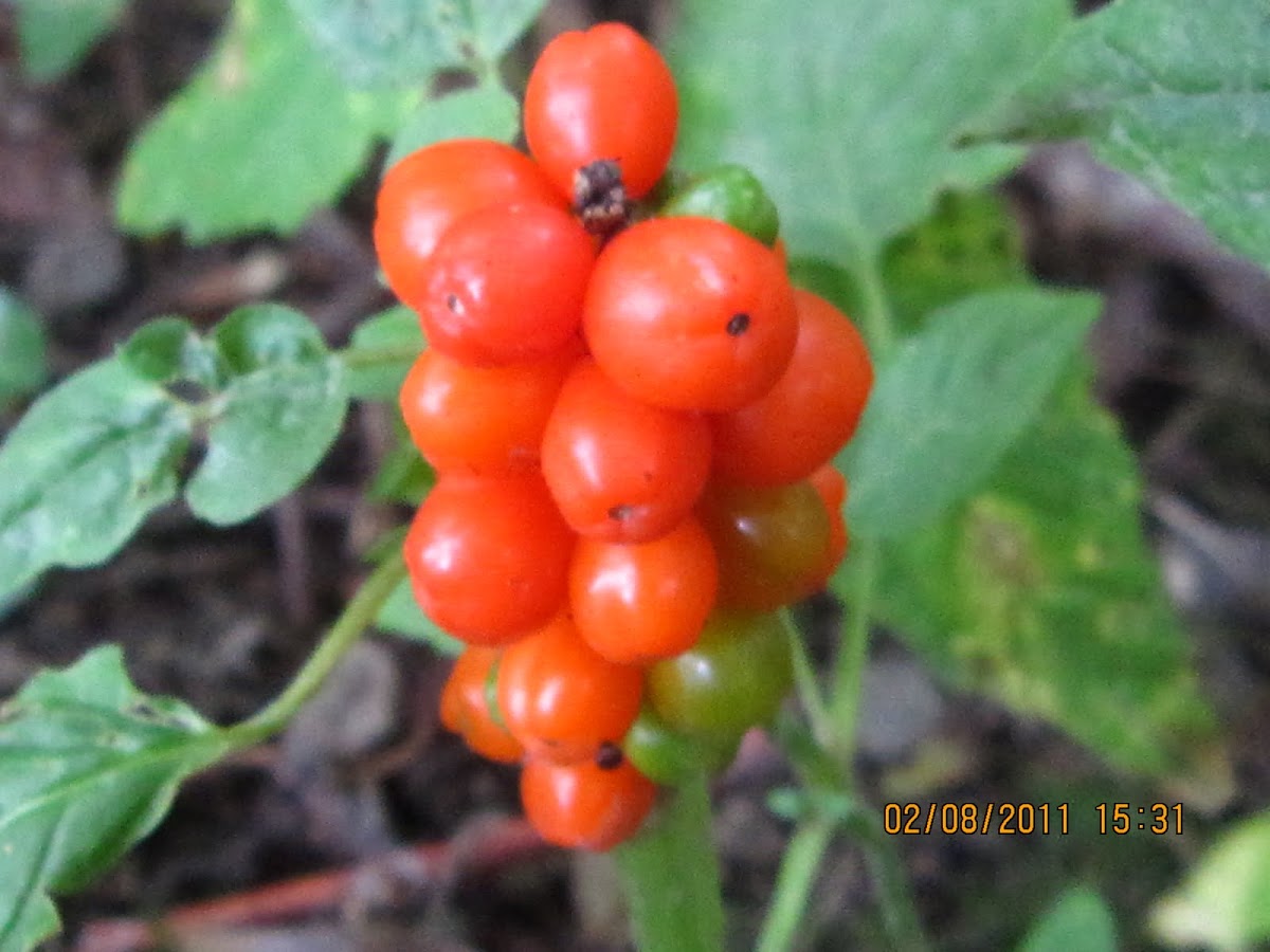 Wild Arum
