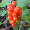 Wild Arum